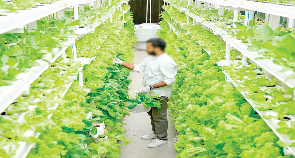 The Agriculture and allied sectors’ share of Gross Value Added (GVA) of the country during 2020-21 was 20.2% percent which was earlier in 2019-20 18.4%.