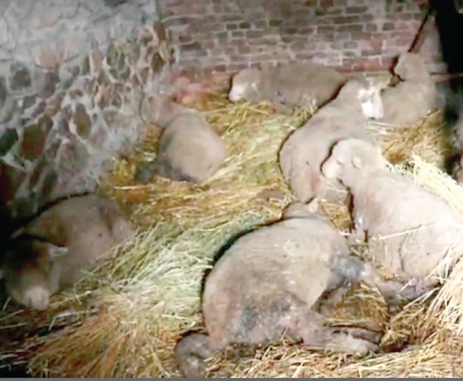 Dogs kill 14 sheep in Ganderbal