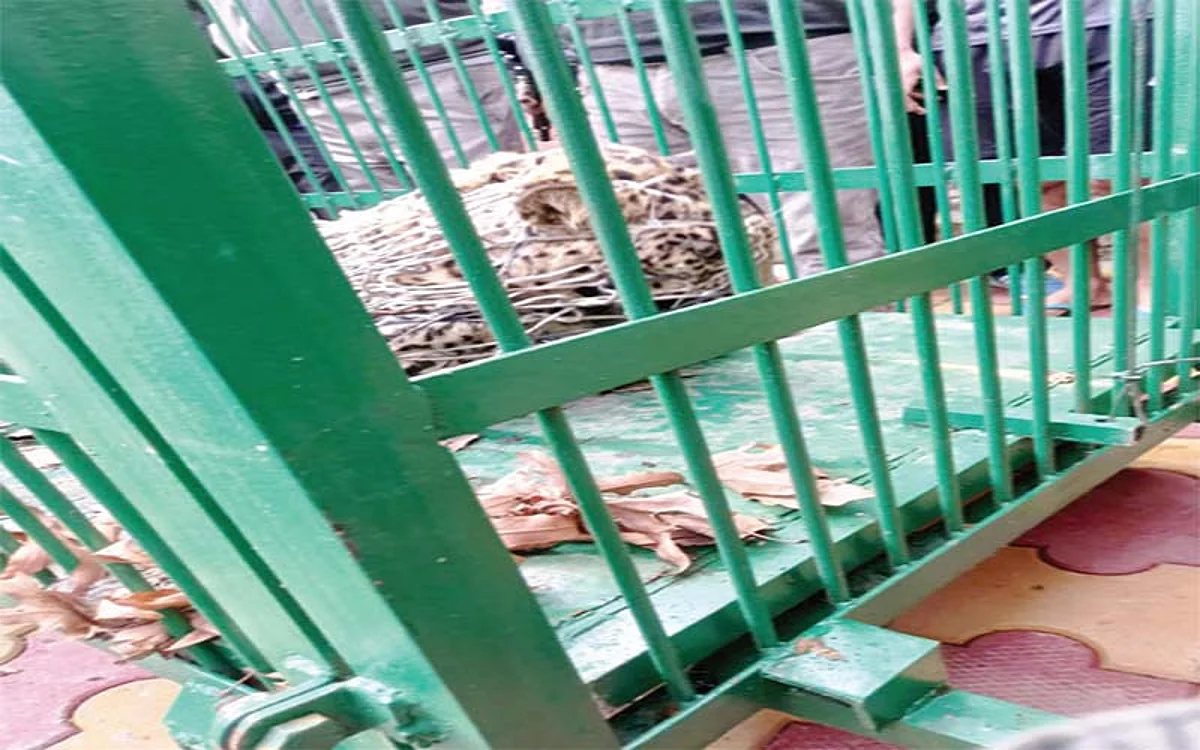 Leopard captured at Church Lane