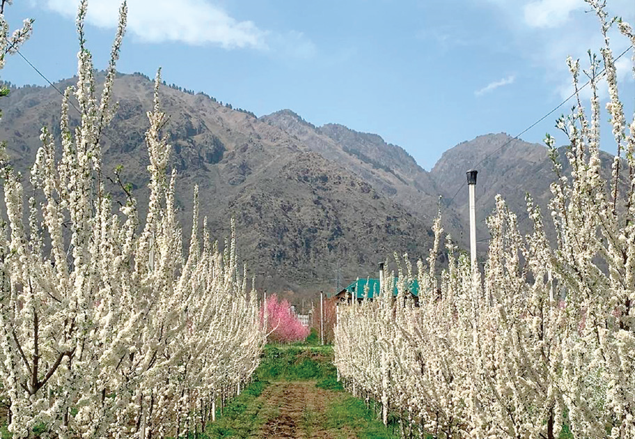 Director Horticulture conducts tour of Pulwama