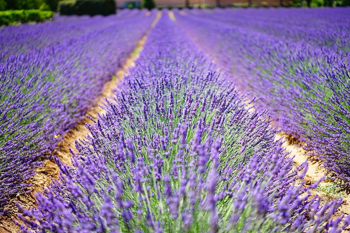 ‘Lavender cultivation gaining popularity in J&K’