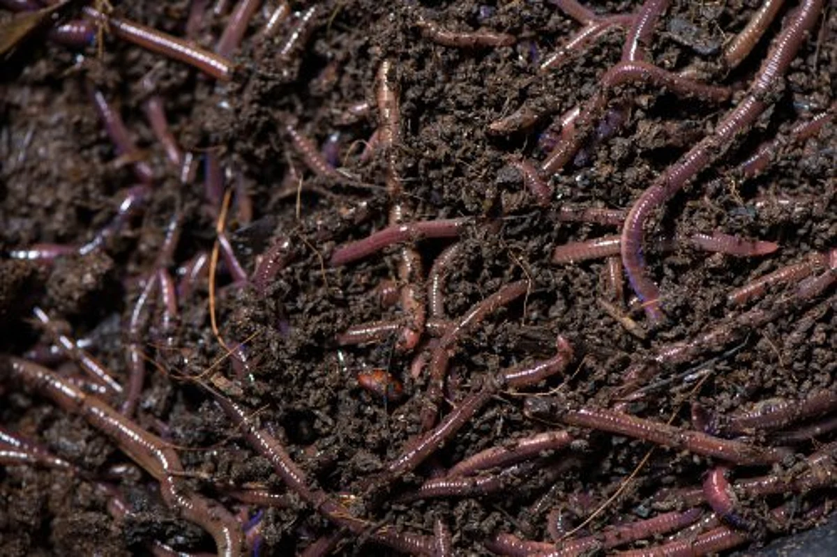 "Consequently production and quality of yield is affected. Farmers are using manure and other organic substances but unscientific and non technical procedures result in energy waste."