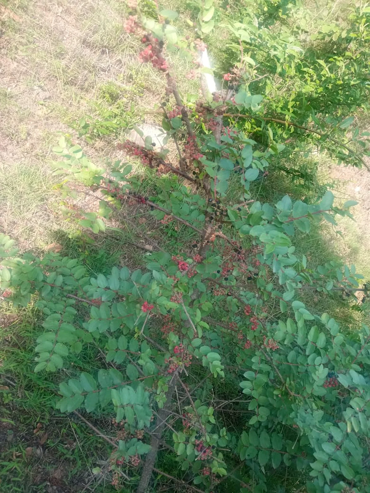 Minor dead, three hospitalised after consuming wild fruit in Ramban