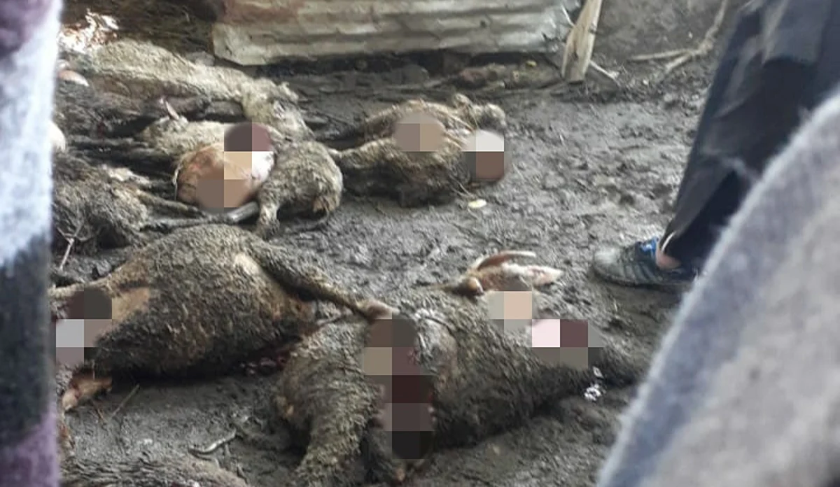 13 sheep killed, over a dozen injured by stray dogs in Ganderbal