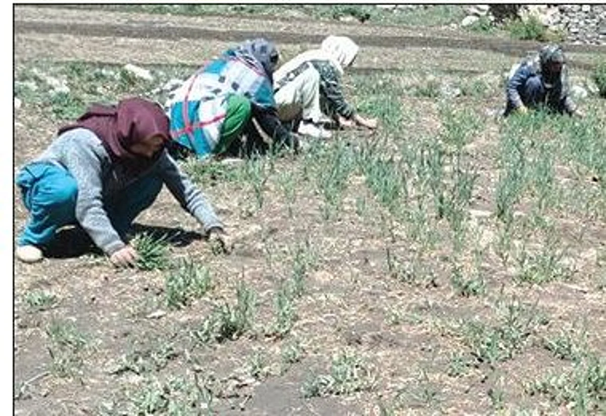 Low rain and snowfall in the recent past and receding glaciers are the main reasons behind water scarcity, they said.