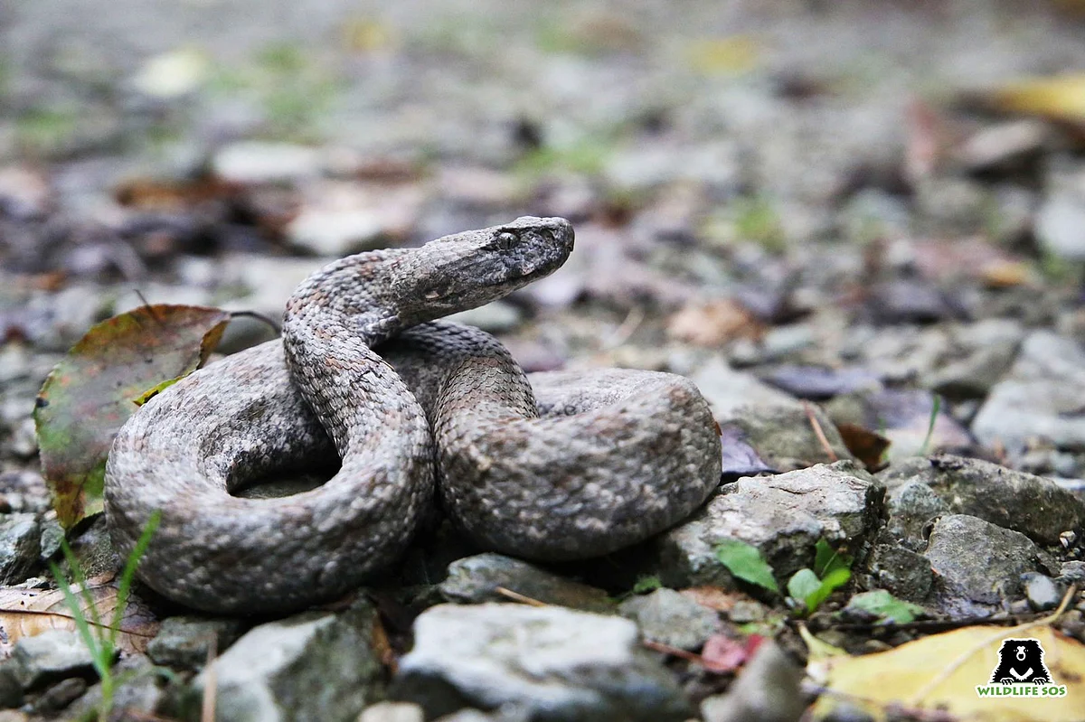 The Wildlife SOS Rapid Response Unit on Wednesday has rescued three Levantine vipers from different situations in Srinagar and released them back into the wild.