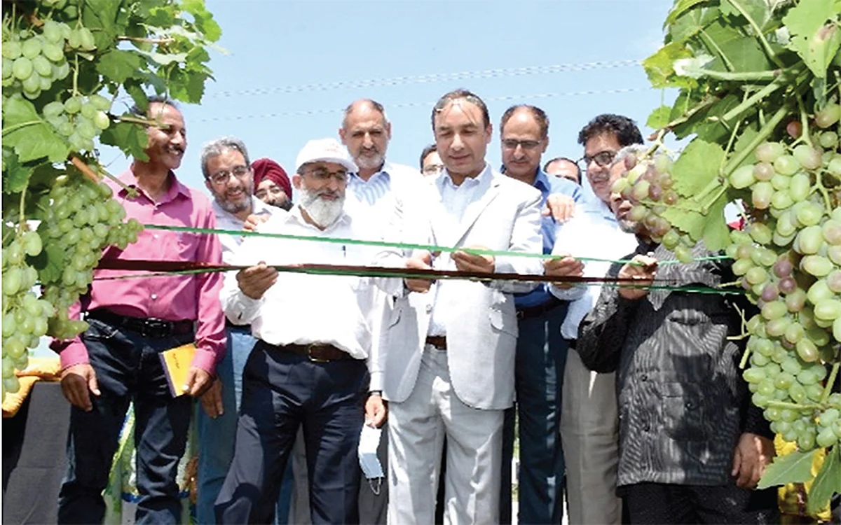 SKUAST-K celebrates first grape harvest