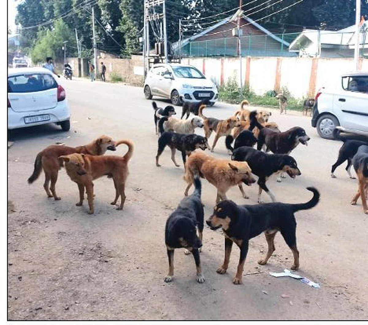 The attendants said that dozens of dogs roam on the hospital premises making it difficult for the attendants and patients to move around.