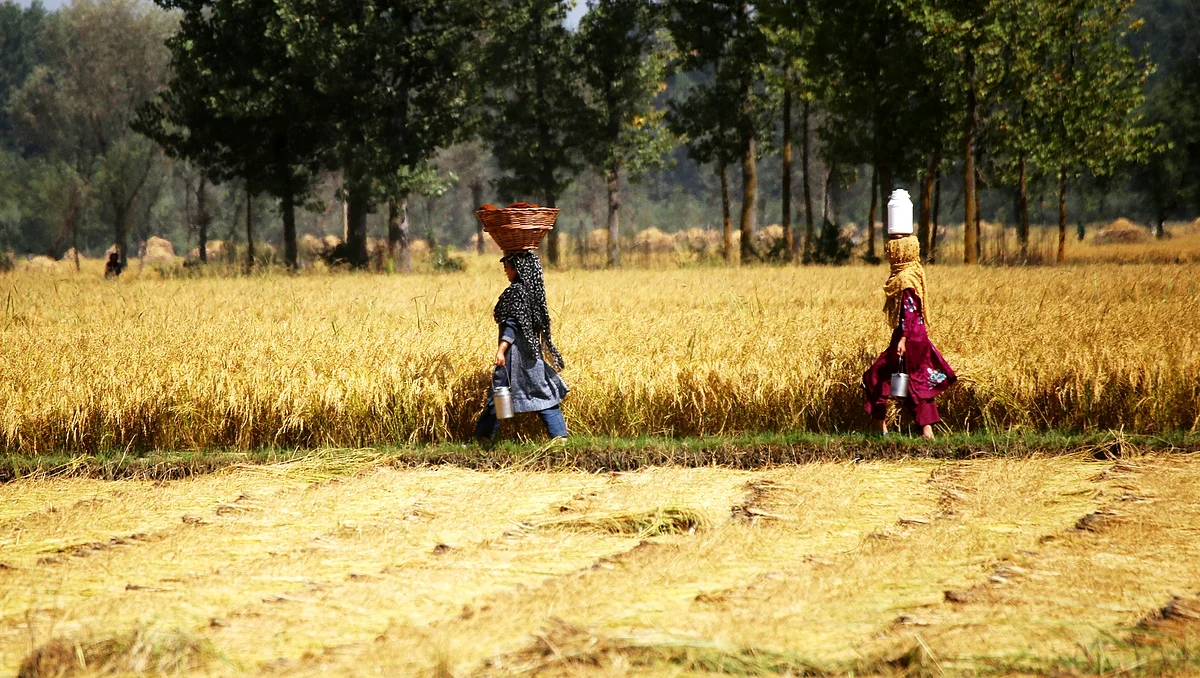 Women walk through paddy fields on a sunny day in the ongoing harvest season in Kashmir.