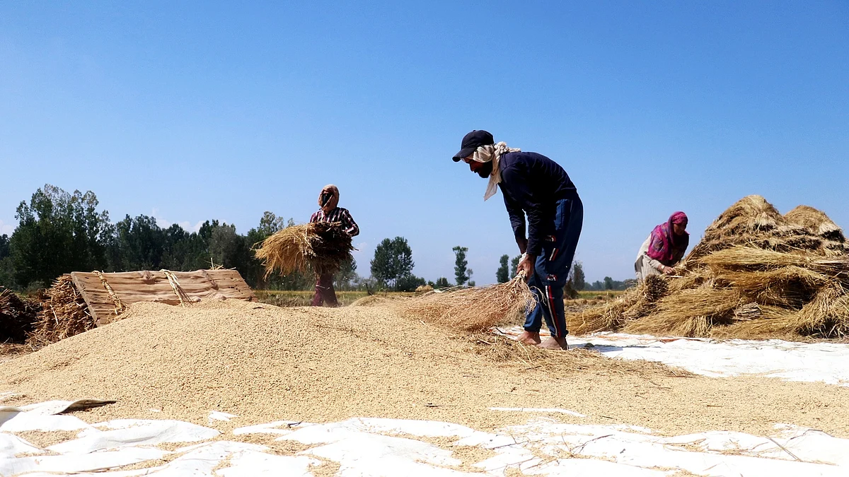 Farmers threshing paddy crop in the ongoing harvest season in Kashmir.
