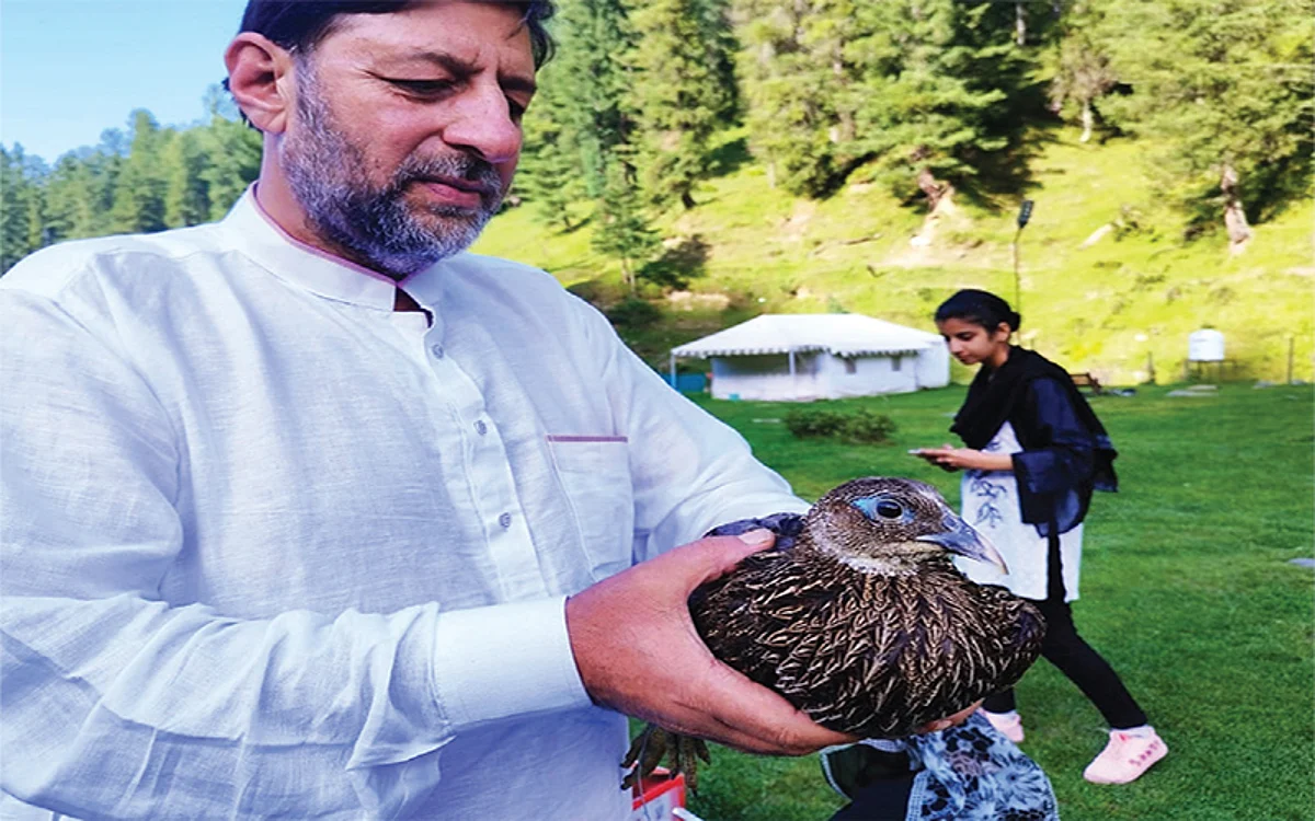 Critically endangered UT bird-Kaleej pheasant rescued in Bhaderwah