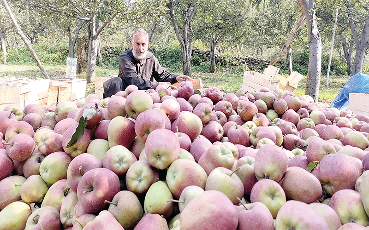 Plummeting apple prices leave farmers distraught