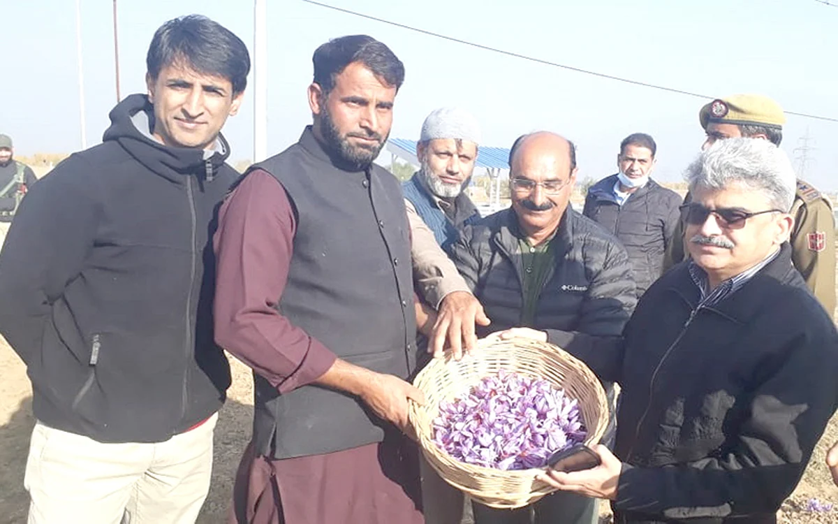 Dulloo visits saffron areas of Pampore, inspects flower picking operations