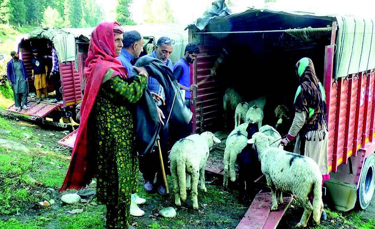 These communities migrate to alpines during the summers and return to the plains with the onset of winter along with their livestock.