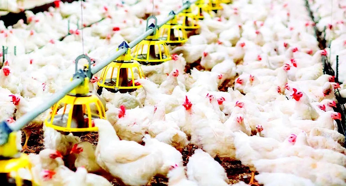 "Broiler birds are being reared in a commercial setup under intensive system, need regular vaccinations and medications, elaborate housing, besides nutrient dense feed for quick weight gain."