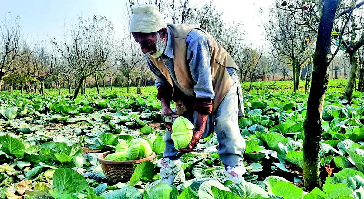 The majority of the people in Sopore prefer to visit Arampora and buy fresh vegetables from the fields of farmers.