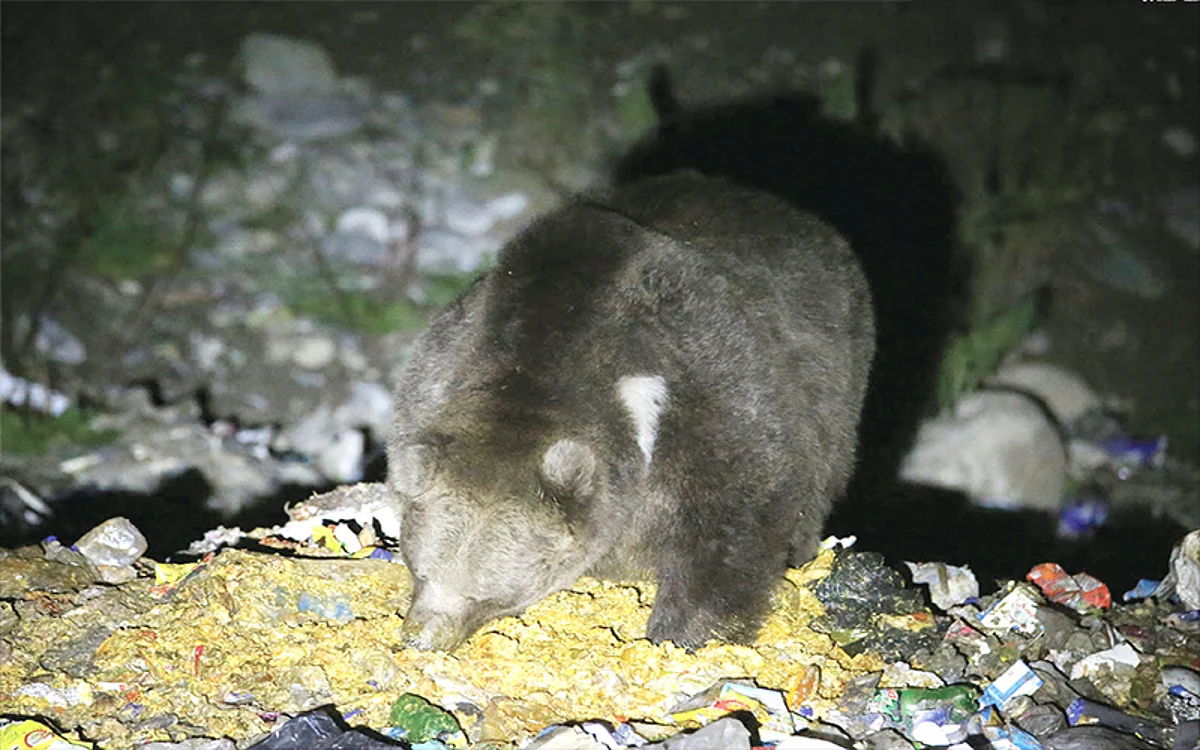 75% diet of Brown Bears in Kashmir plastic, chocolates, Biryani: Survey