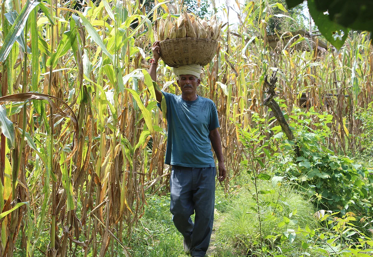 A farmer carries maize after collecting from maize filed, at Sunal village in Udhampur.