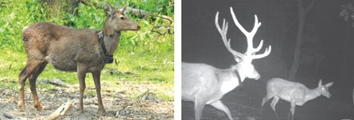(L-R) Hangul with a Satellite Collar. Movement of Hangul with by a camera trap