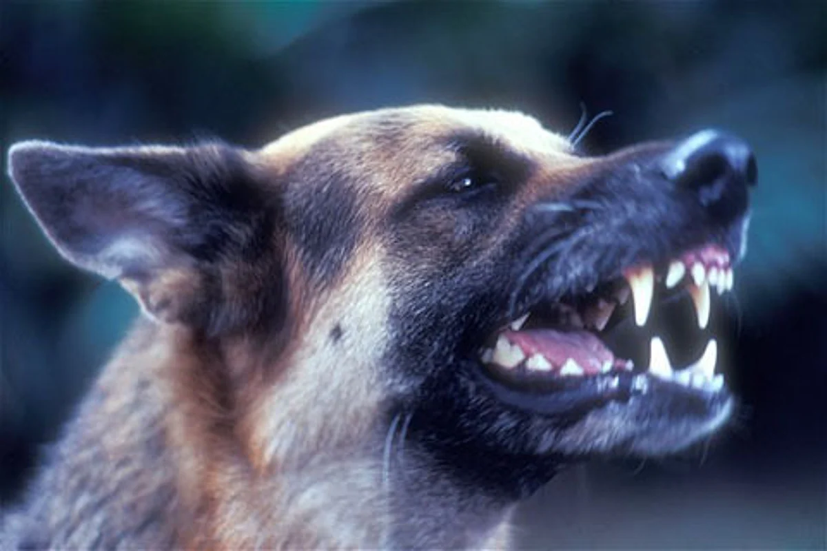Stray dogs kill 2 infants in Handwara