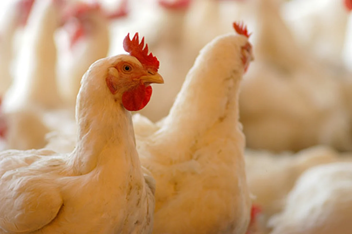 Mysterious disease kills poultry birds in Baramulla