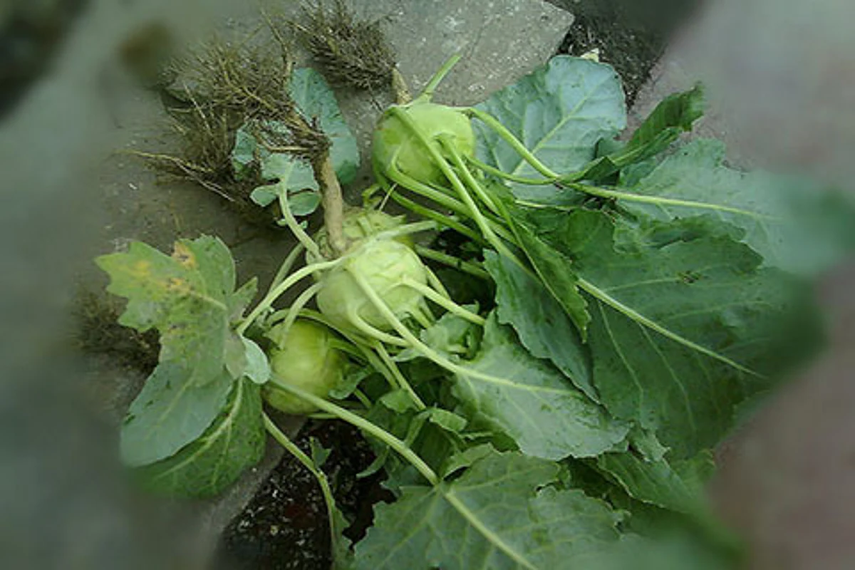 I love Haakh. Do you?