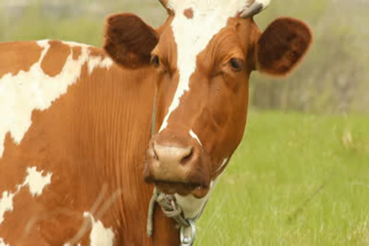 Cow who was issued admit card does not appear for examination