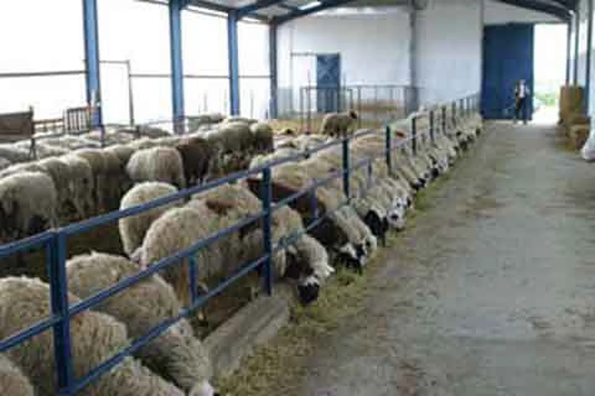 Vaccination programme launched to counter FMD