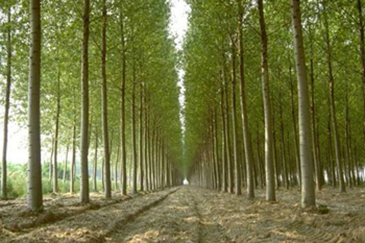 Russian poplar trees cause health issues in Ganderbal