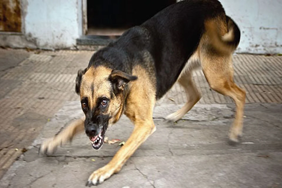 Stray dogs on prowl at Dalgate