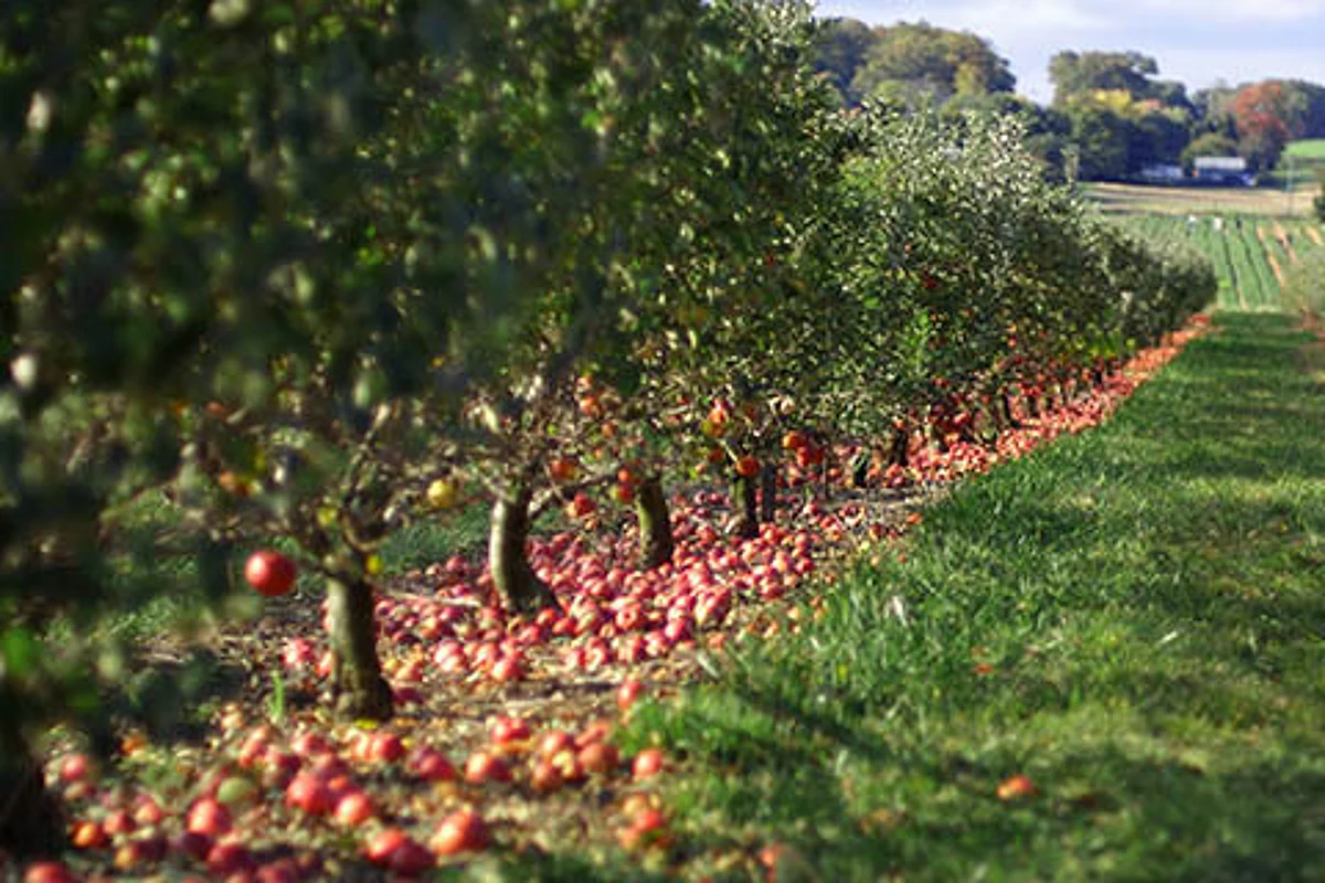Apple Mela held at Lassipora