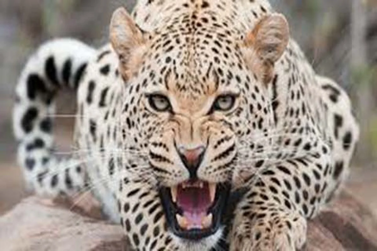 Leopard on prowl at Rangreth| Wildlife deptt in slumber; panic grips inhabitants