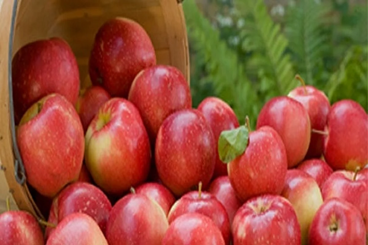 Fruit growers demand2,900 cr flood relief package