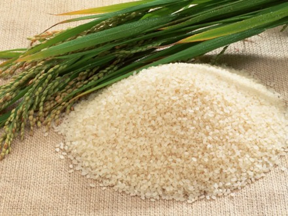 A bellyful of rice