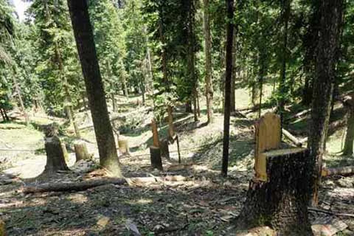 Wildlife deptt officials dump illegal timber in Pahalgam sanctuary; suspended