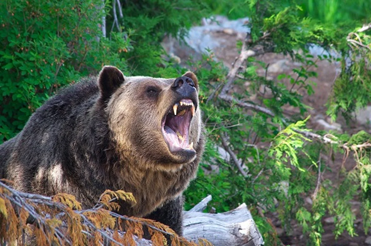 Reasi: Boy injured in wild animal attack