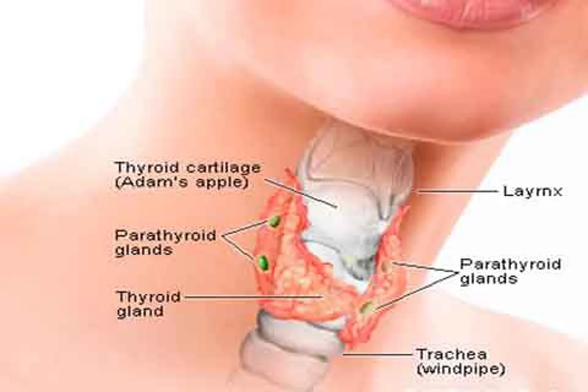 All that you want to know about thyroid!