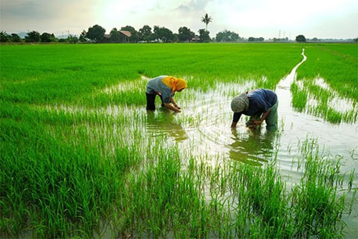 SKUAST-K to revive rice variety Zag in Tangdhar