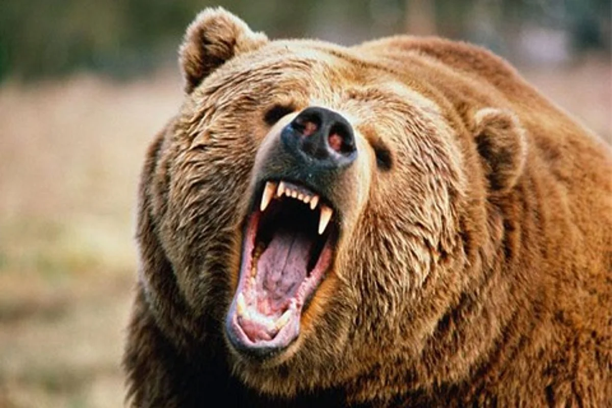 Bear mauls man to death in Anantnag, injures two others