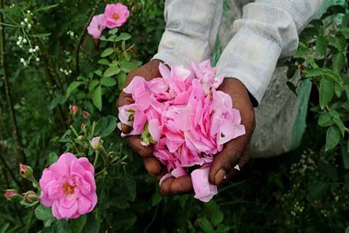 MEDICINAL PLANTS CULTIVATION ACTIVITIES| Directorate ISM designated implementing agency