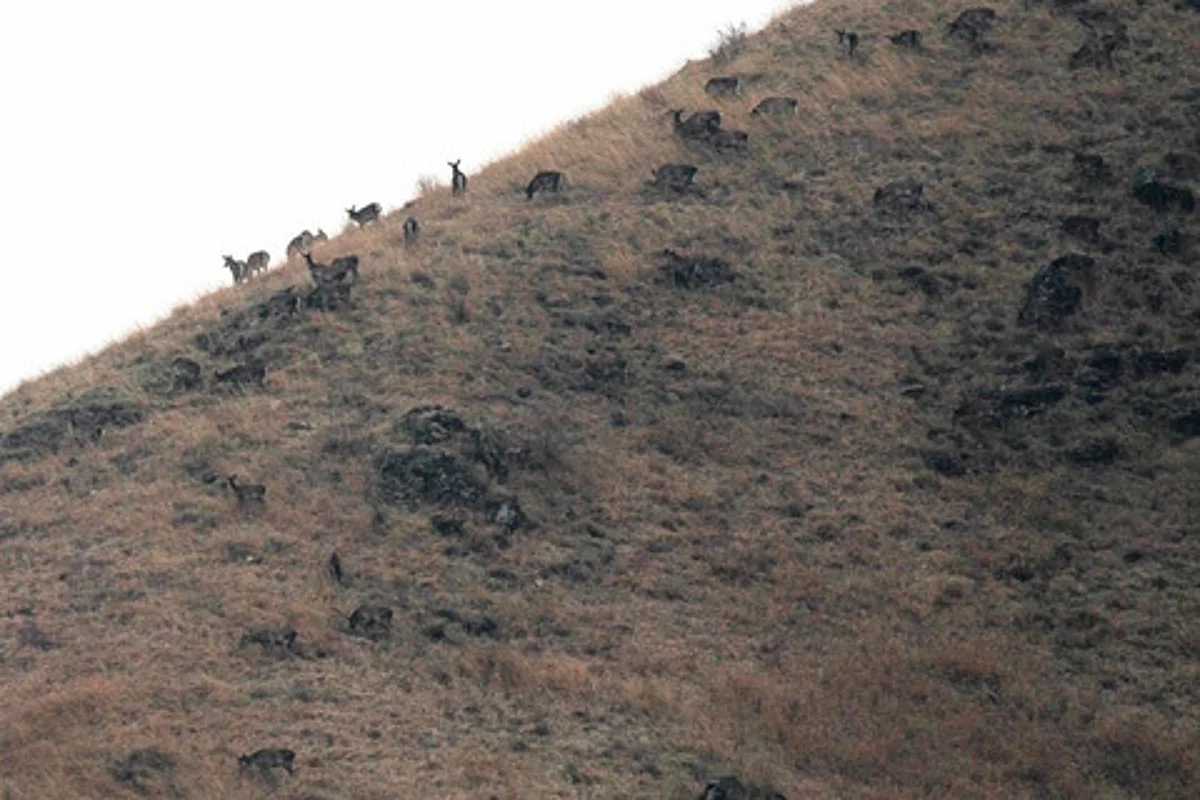 Hangul, the rare Kashmir deer, may soon go extinct