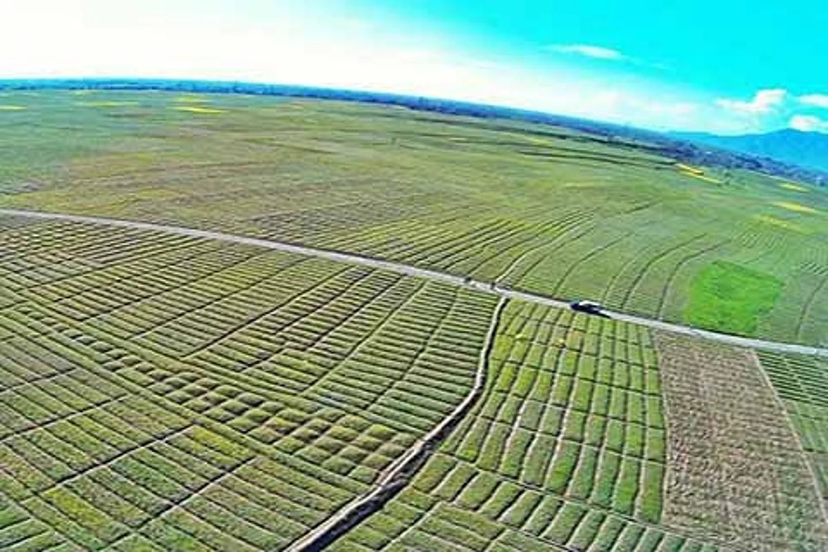 Government admits failure in protecting saffron fields