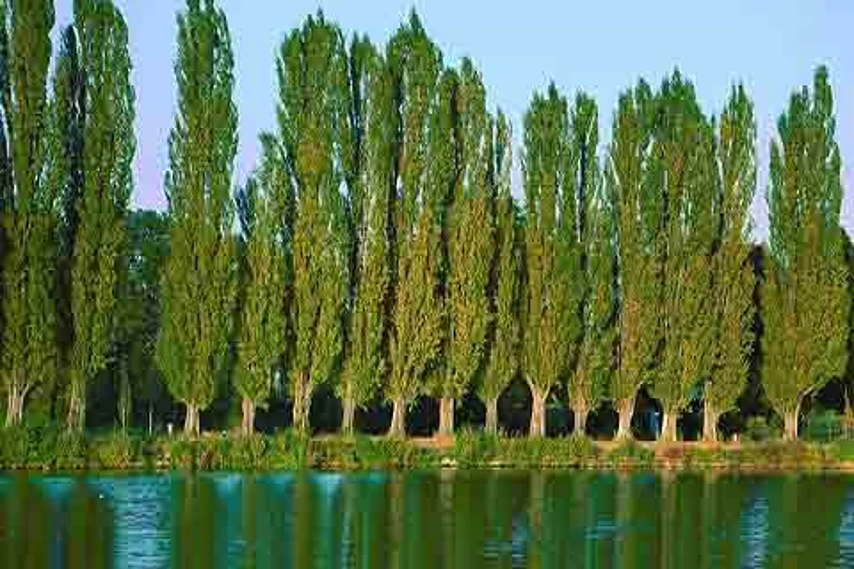 My nasal irritation, poplars…