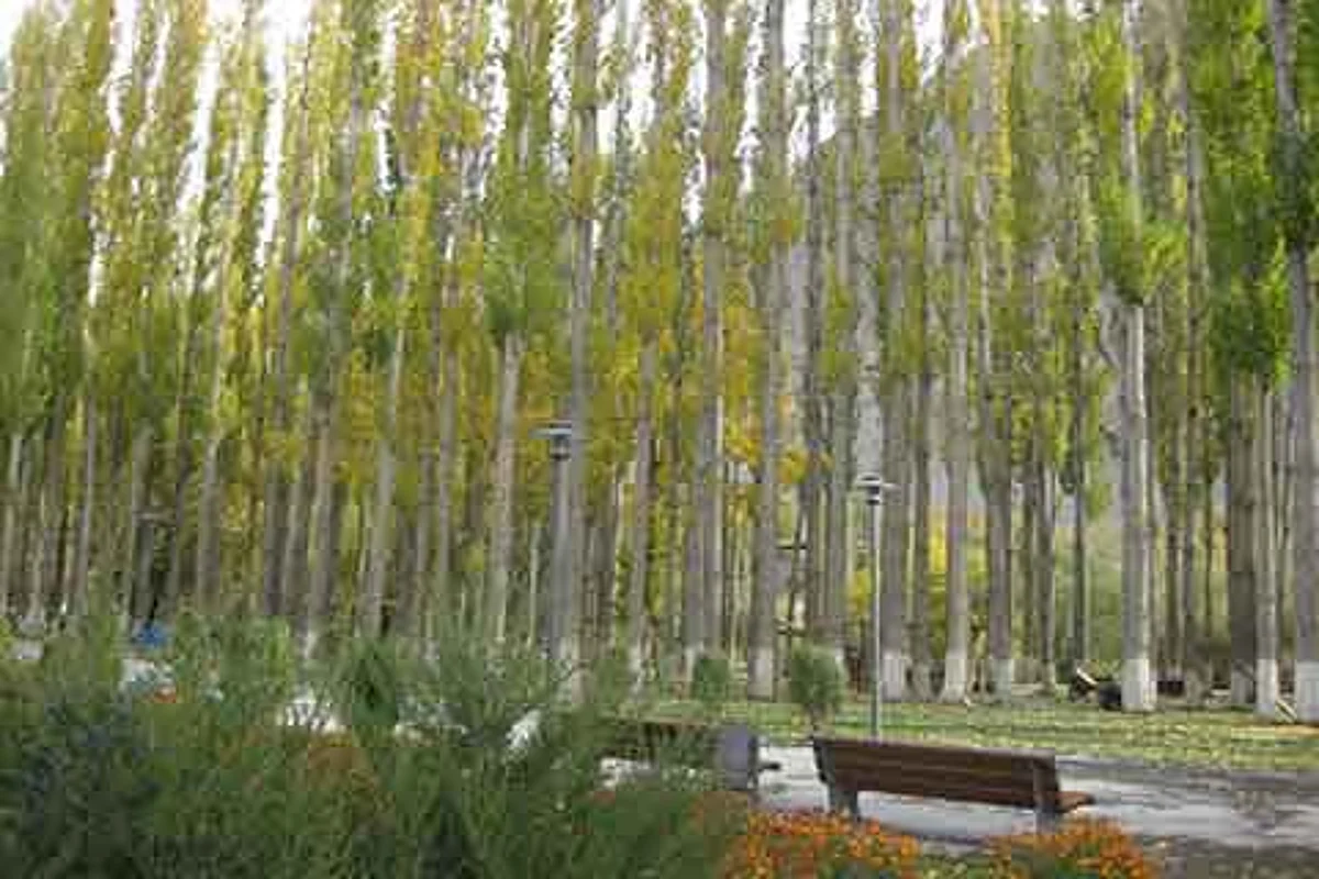 Poplar Fluff: Unlimited Source of Advanced Materials