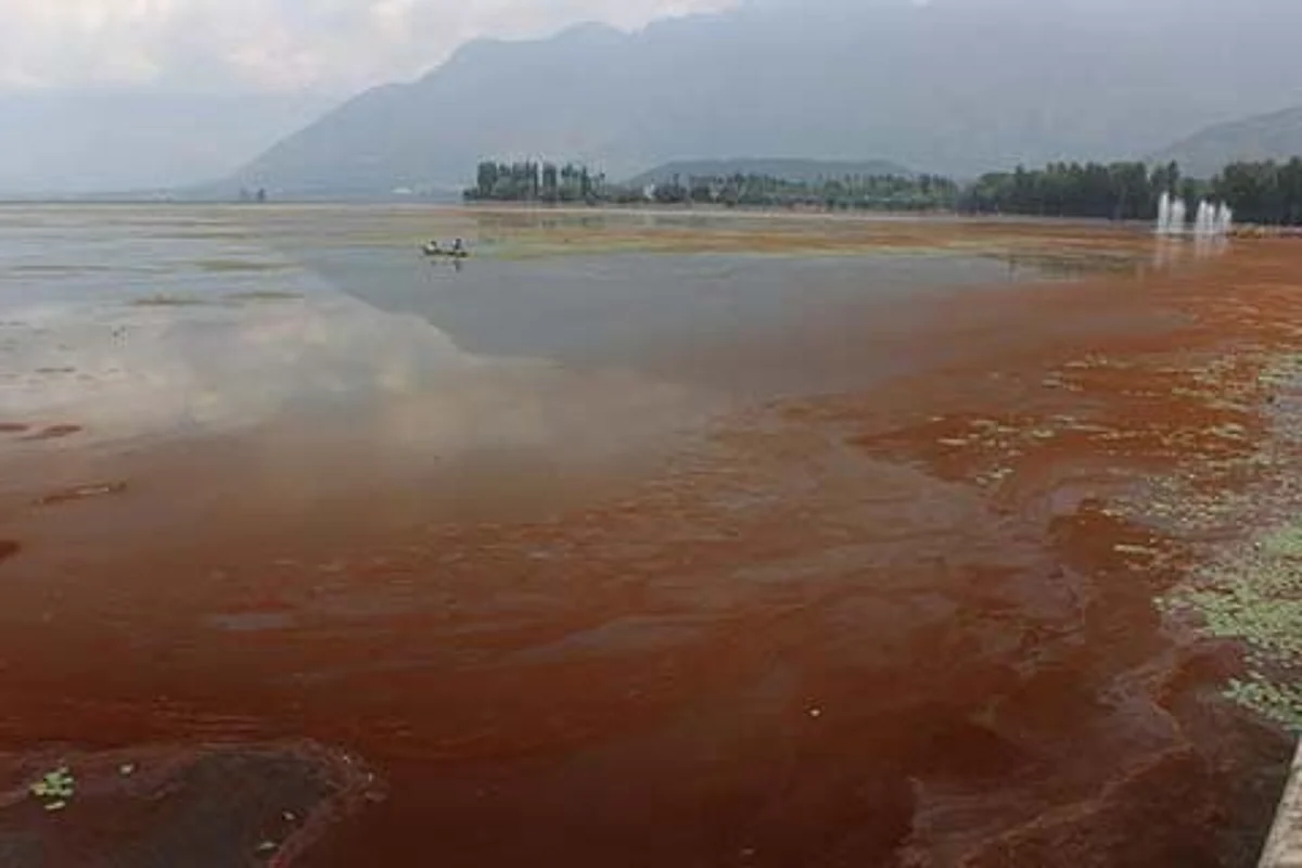 Weeds, Red bloom engulf Dal Lake