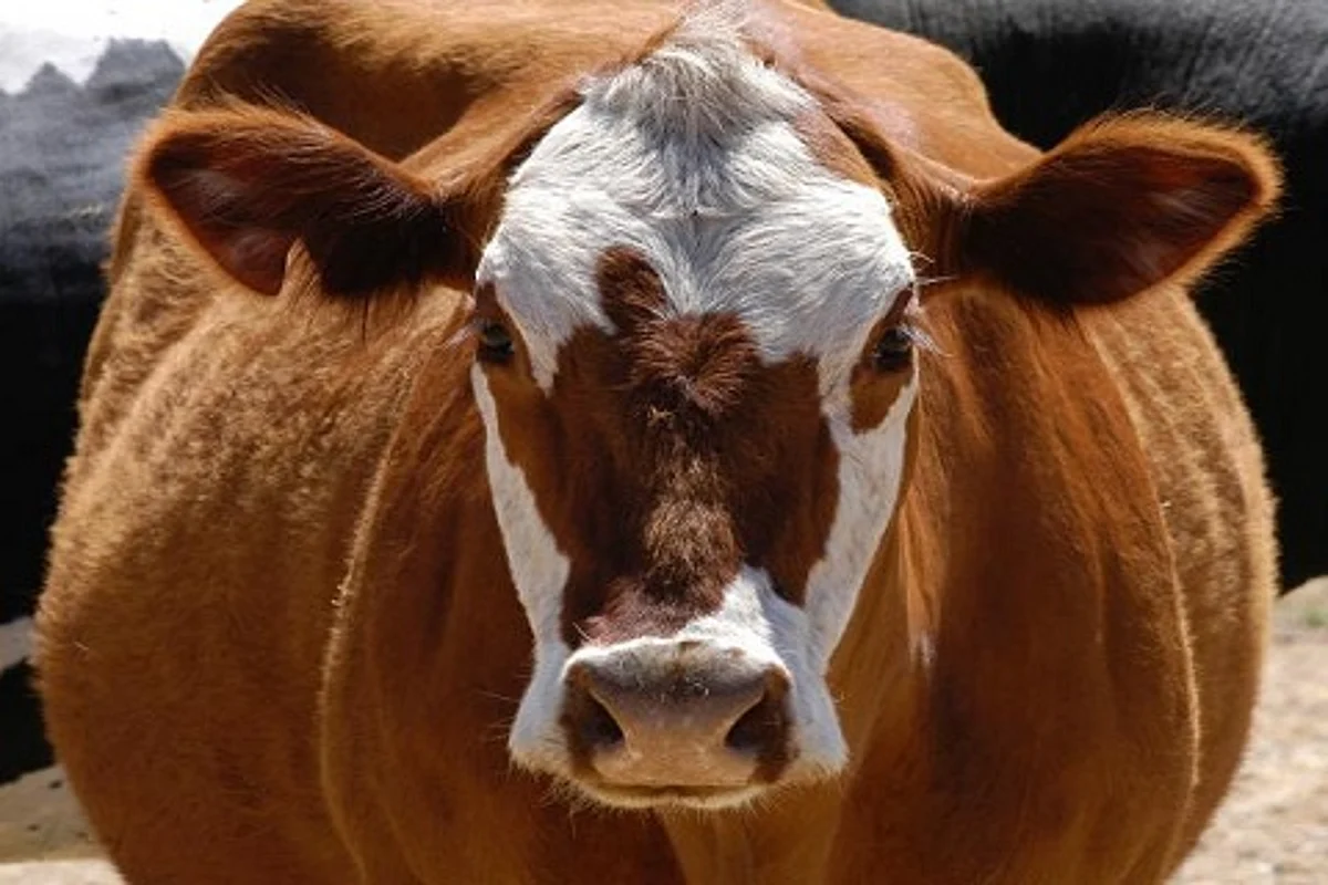 Muslims cannot use cow urine products, rules Darul Uloom