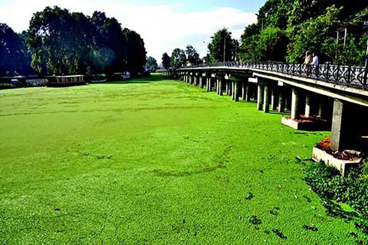 Weeds, Azolla deface lake
