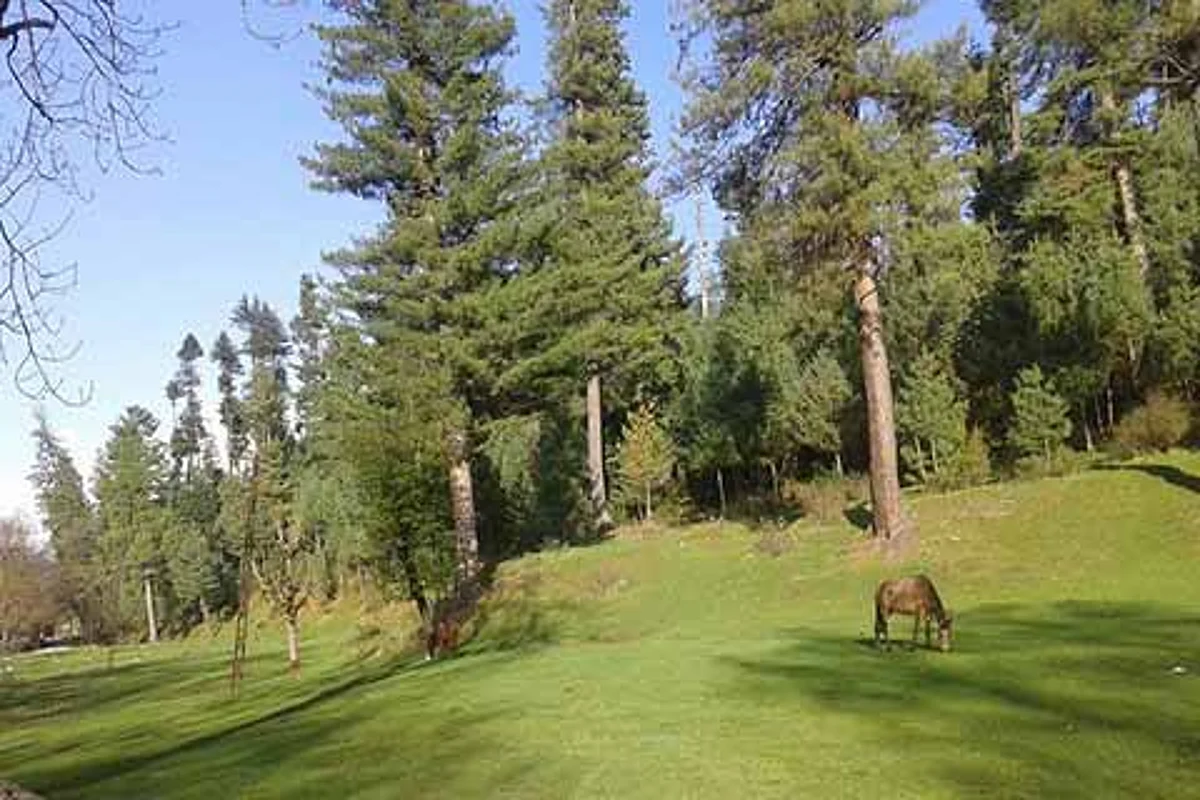 City forest to be developed as tourist attraction