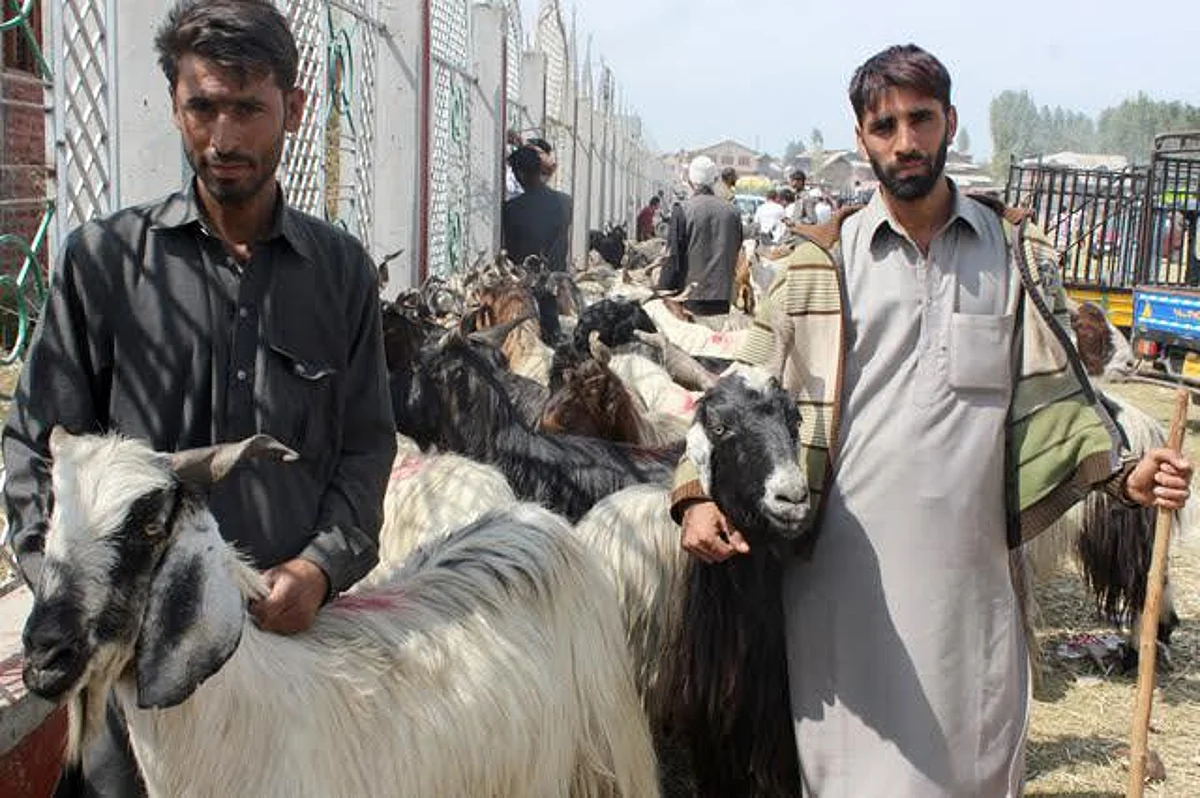 ‘2.4 lakh sacrificial animals available with local breeders in Kashmir’