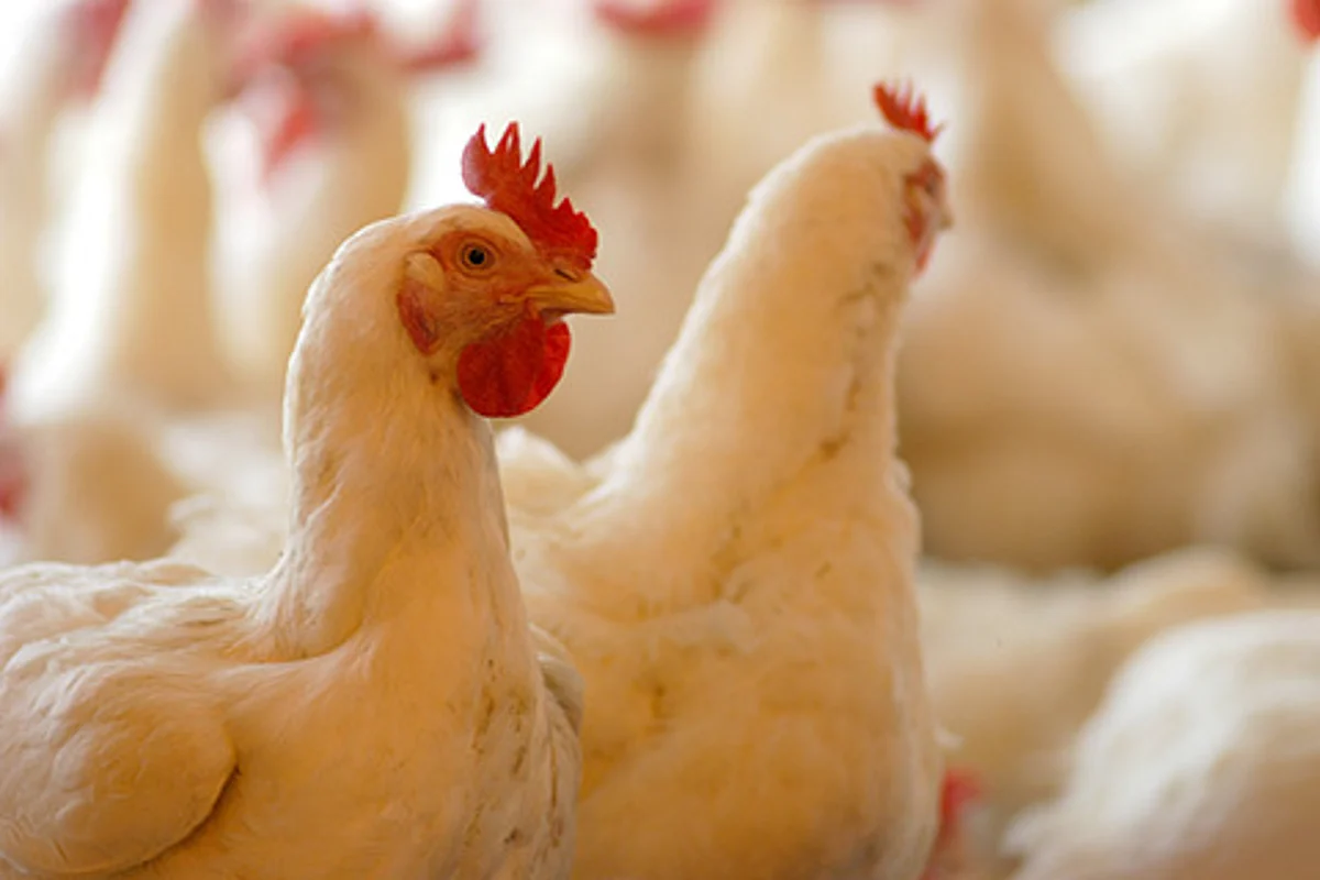 Bird Flu: Govt for appropriate preventive measures